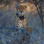 cheetah-guepard-information