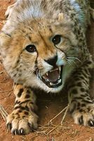 guepard-cheetah-protection-conservation