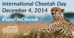 guepard-cheetah-protection-conservation