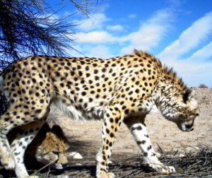 protection-conservation-guepard-cheetah