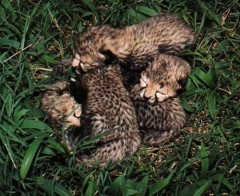 guepard-information-cheetah
