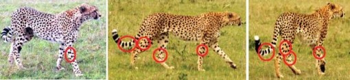 guepard-information-protection-cheetah