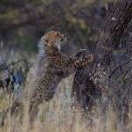 cheetah-guepard-information