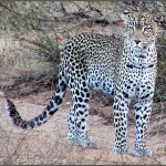 guepard-information-cheetah